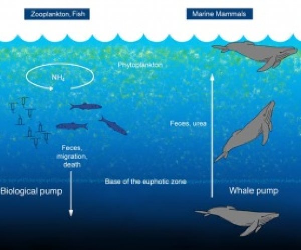 Китовые экскременты играют важную роль в экосистеме океана