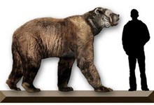 Короткомордый медведь (Arctodus simus)