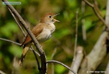 Соловей (Luscinia megarhynchos). Обретя супругу, самец интенсивно поет на закате и на рассвете, но по ночам замолкает. Снимок Jorge Sierra с сайта www.manbos.com