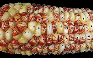 разноцветные зерна кукурузы