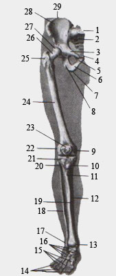 Скелет (кости) нижней конечности. Вид спереди.