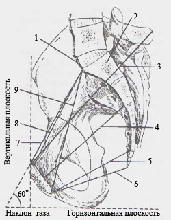 Размеры женского малого таза на сагиттальном разрезе.