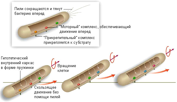 Схема скользящего движения Myxococcus xanthus (рис. из статьи в Science)