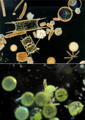 Различные планктонные водоросли под микроскопом при разном увеличении. Фото с сайтов www.leeric.lsu.edu (вверху) и www.imr.no (внизу; © Tonje Castberg, IMR)